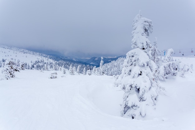 Foresta di abeti innevati congelati dopo nevicate e cielo grigio nella foschia al giorno d'inverno Carpazi Ucraina