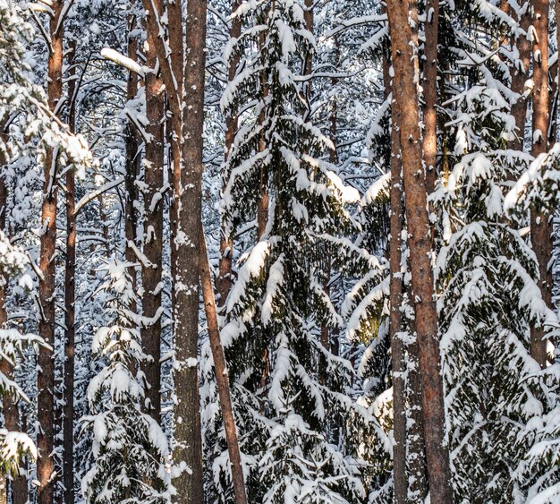 Foresta di abeti ricoperta di neve fresca durante l'inverno natale in una giornata gelida e soleggiata