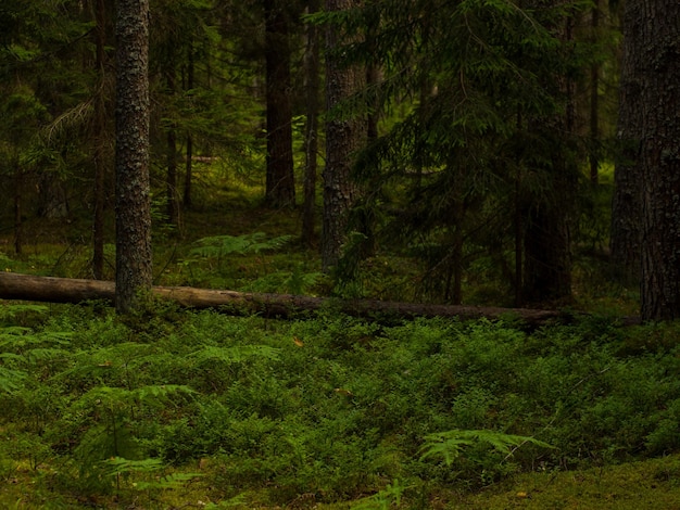 Foresta di abeti rossi con muschio e felci ecoturismo nel nord nella foresta