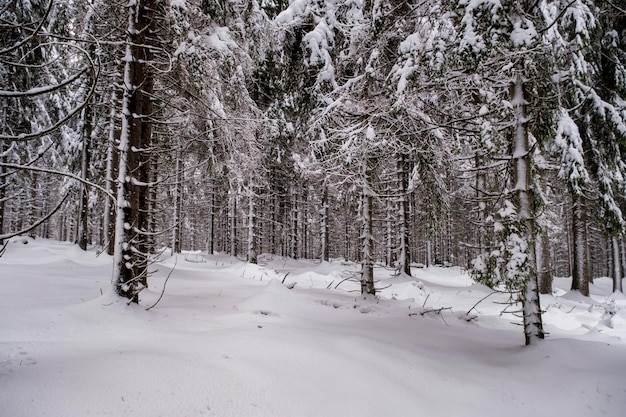 Foresta di abeti rossi coperta di neve in inverno vista pittoresca di abeti rossi innevati in una giornata gelida