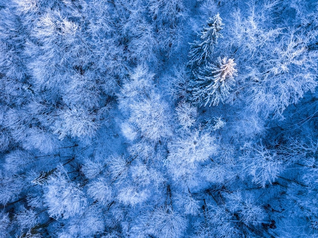 Foresta di abeti rossi selvatici all'inizio dell'inverno. Brina e neve sul terreno e sui rami. Vista dall'alto verticalmente verso il basso