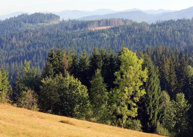 Foresta di abeti sul versante estivo (Ucraina, Carpazi)