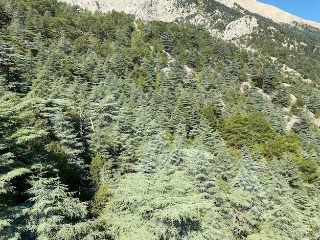 Foresta di abeti vista dall'alto bella natura della foresta