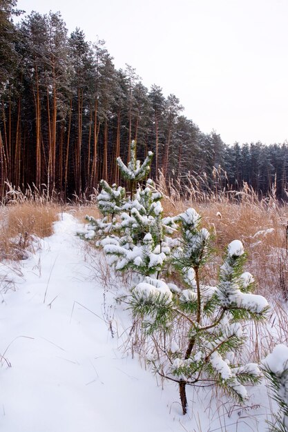 Foresta di abeti