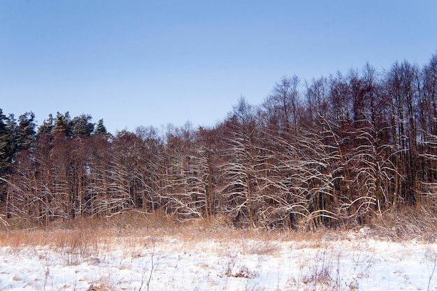 Foresta di abeti