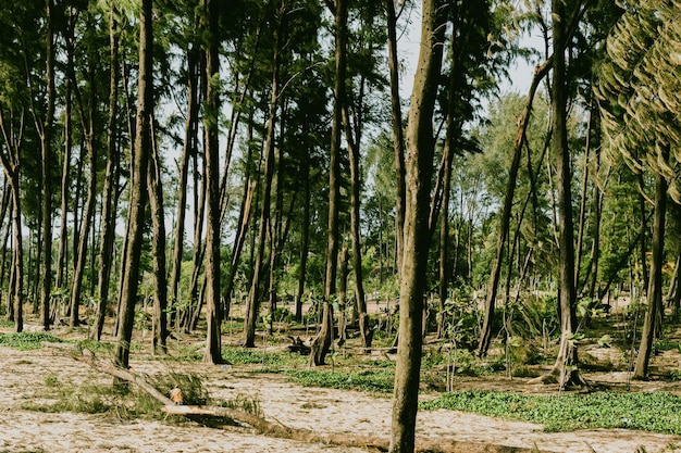 Foresta di alberi alti e magri India