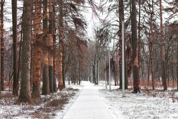 Foresta di alberi natura neve legno