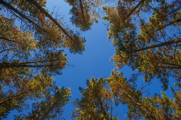 Foresta di alberi. strada forestale. sfondo verde della natura