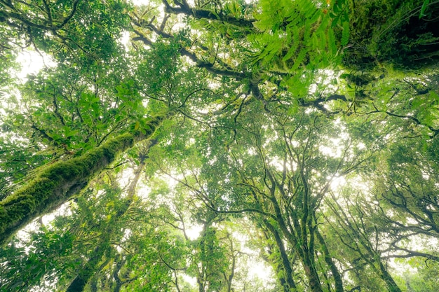 Foresta di alberi verdi con luce solare attraverso foglie verdi Cattura naturale di carbonio e credito di carbonio