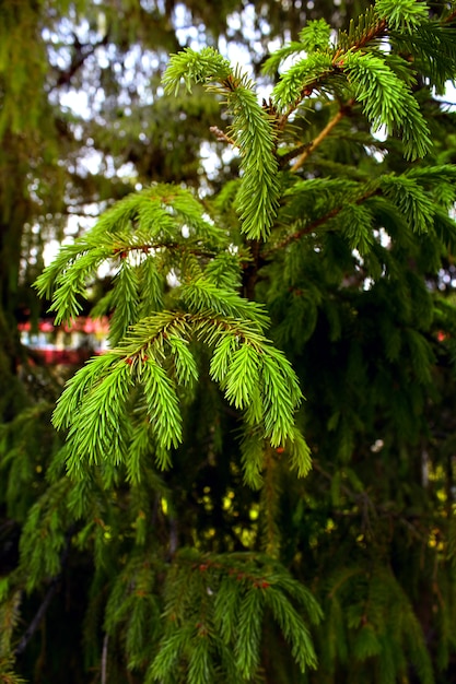 Foresta di alberi verdi