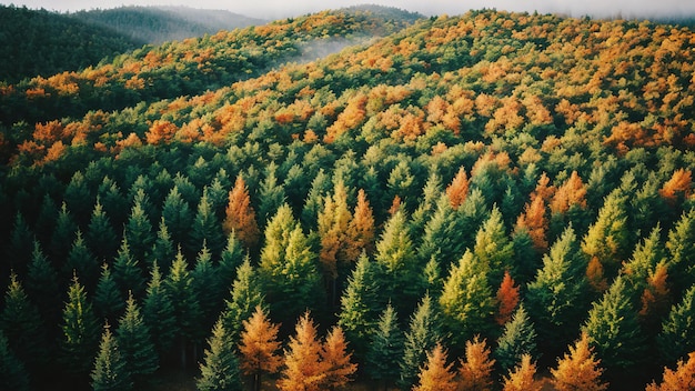 Foresta di alberi vista dall'alto