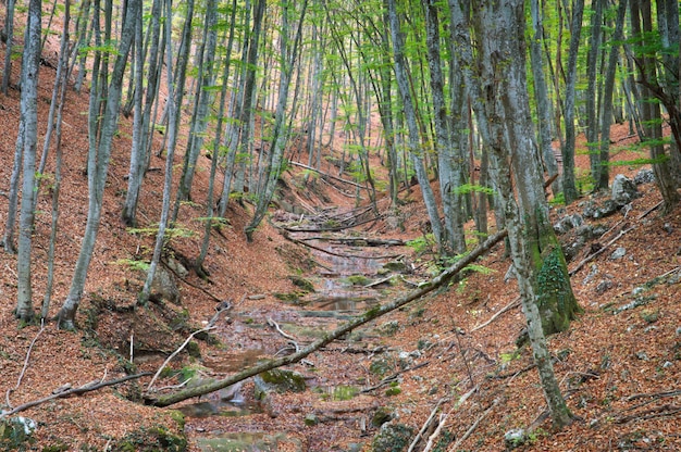 Foresta di autunno colorato e nebbioso