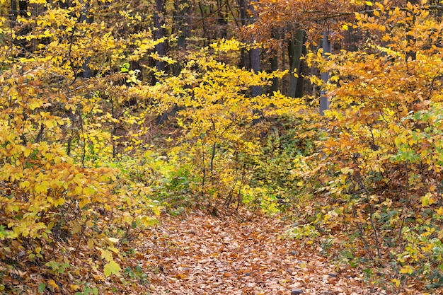 Foresta di autunno con alberi di diversi colori caldi nel giorno nuvoloso