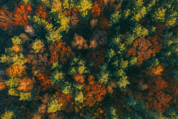 Foresta di autunno con la vista superiore dei bei alberi