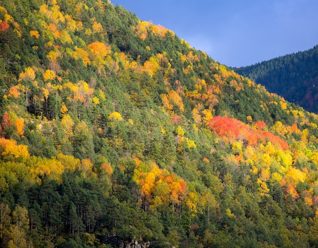 Foresta di autunno in Pirenei Valle de Ordesa Huesca Spagna