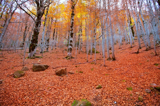 Foresta di autunno in Pirenei Valle de Ordesa Huesca Spagna