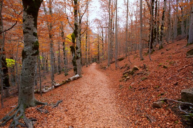 Foresta di autunno in Pirenei Valle de Ordesa Huesca Spagna