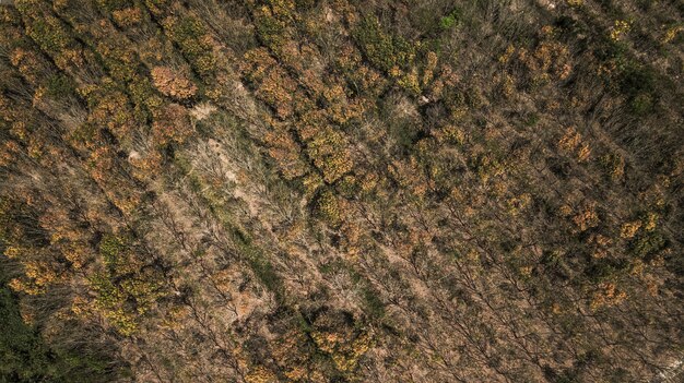 foresta di autunno in vista aerea