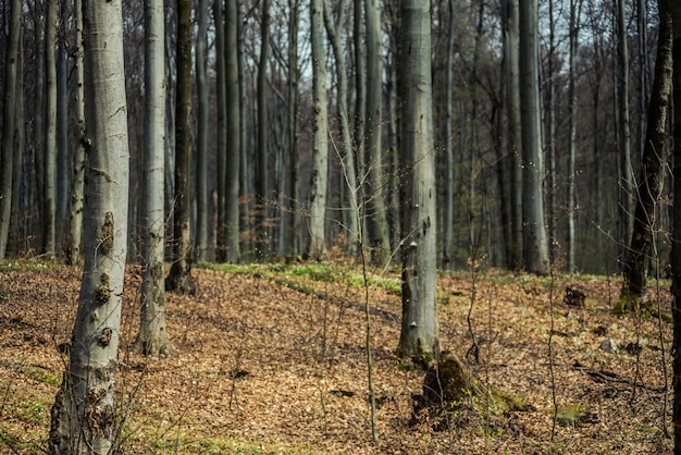 Foresta di autunno nel parco nazionale europeo