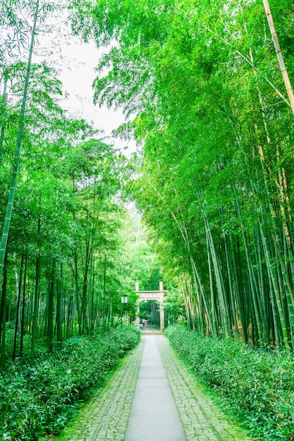 foresta di bamboo