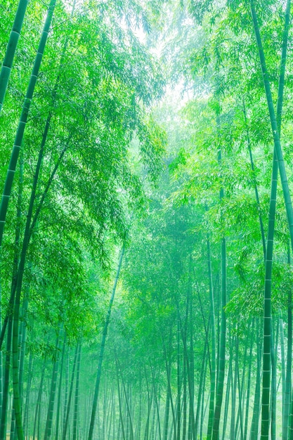 foresta di bamboo