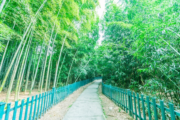 foresta di bamboo