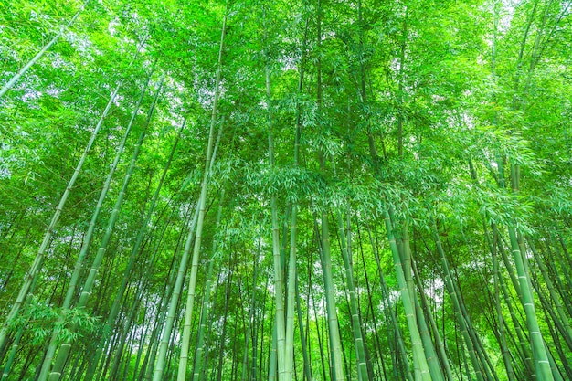 foresta di bamboo