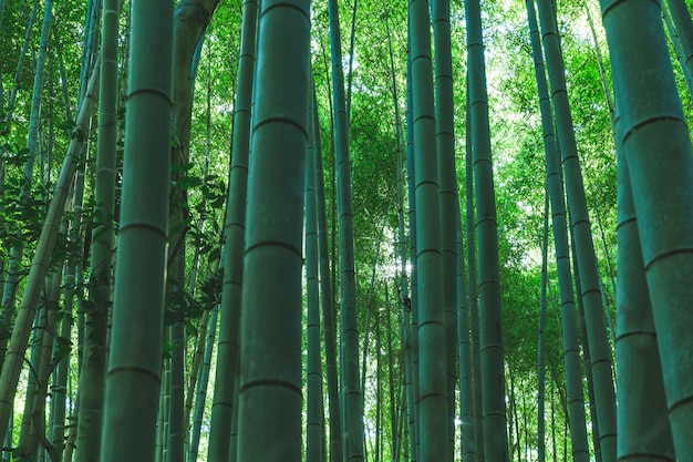 Foresta di bamboo