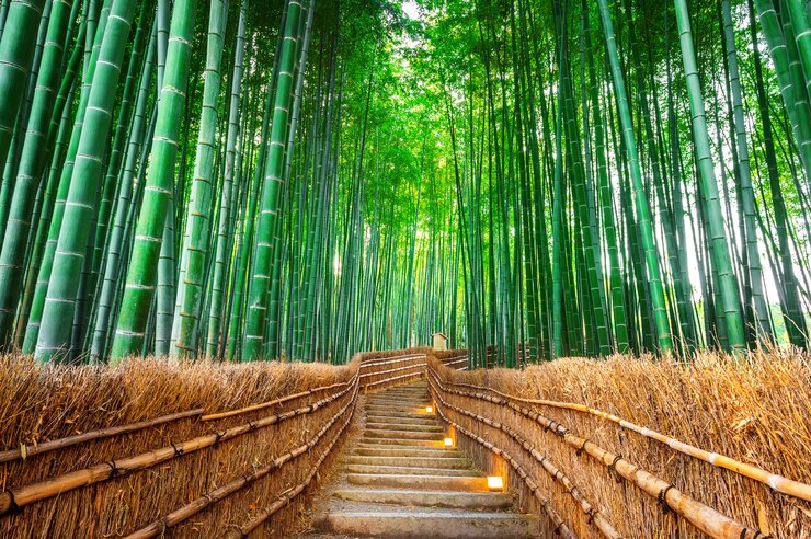 Foresta di bambù a Kyoto, in Giappone