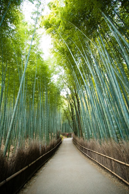 Foresta di bambù Arashiyama, Kyoto, Giappone