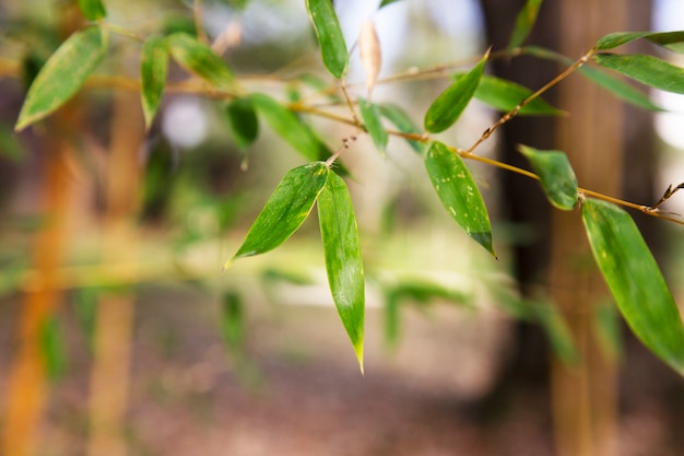 Foresta di bambù asiatica, sfondo naturale Ramoscello di bambù con foglie giovani, primavera