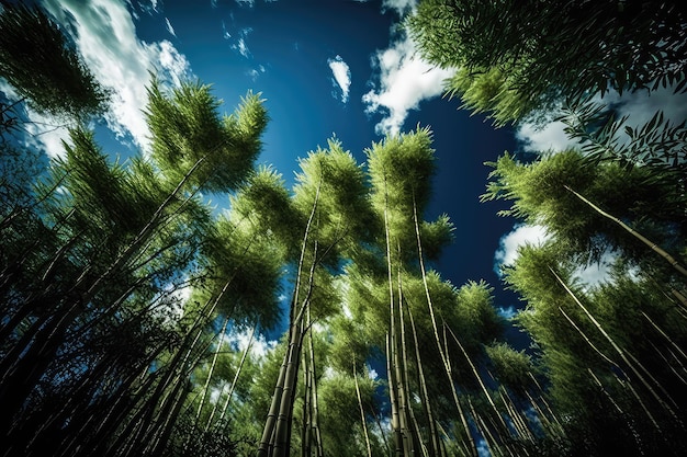 Foresta di bambù con cielo azzurro e soffici nuvole sopra