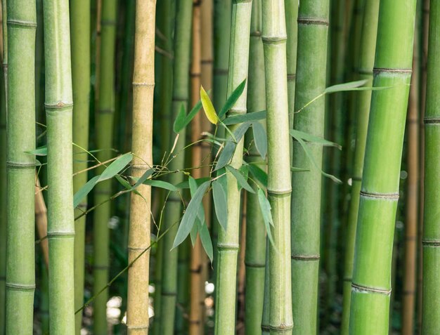 Foresta di bambù con foglie Sfondo tropicale naturale