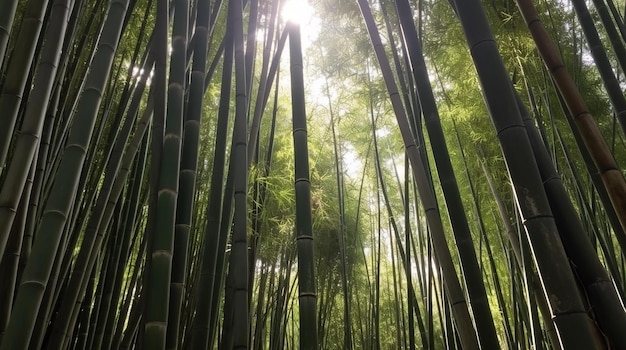 Foresta di bambù con il sole che splende attraverso gli alberi