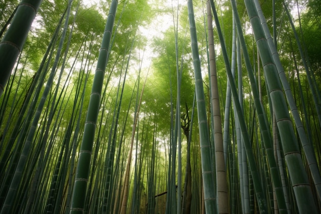 Foresta di bambù di Arashiyama a Kyoto in Giappone