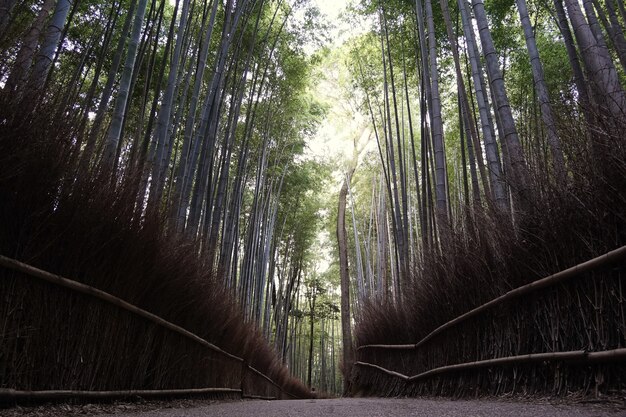 Foresta di bambù in Giappone