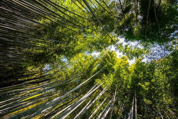 Foresta di bambù, Kyoto