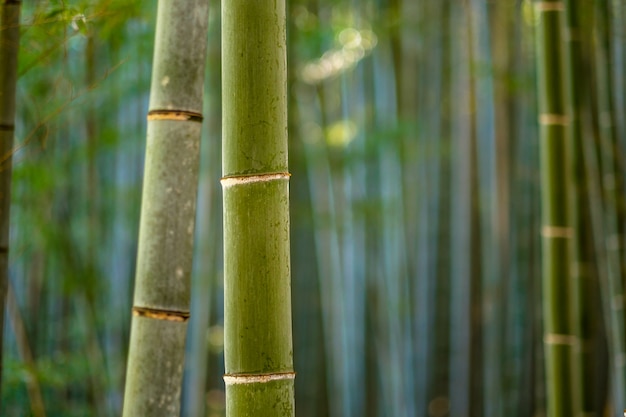 Foresta di bambù, Kyoto