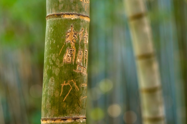Foresta di bambù, Kyoto