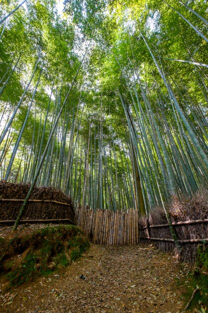 Foresta di bambù, Kyoto