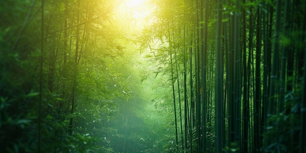 Foresta di bambù tranquilla una carta da parati pacifica con una fitta foresta di bambú con la luce solare