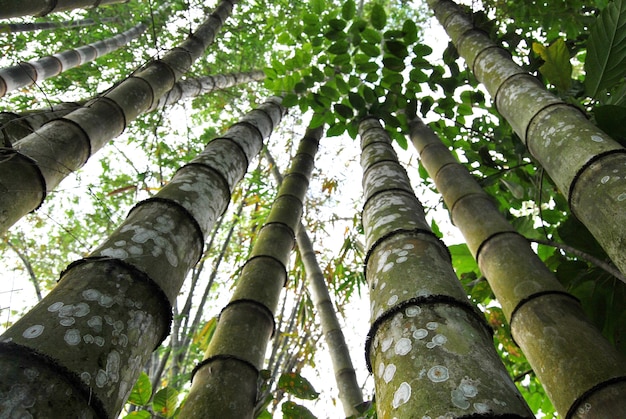 Foresta di bambù tropicale