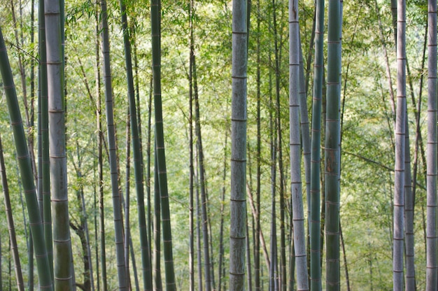 Foresta Di Bambù Verde In Cina