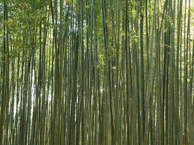 Foresta di bambù verde in Corea del sud