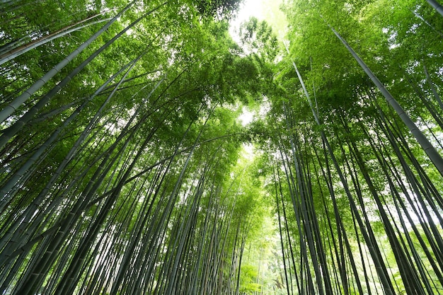 Foresta di bambù verde