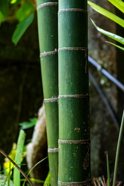 Foresta di bambù vicino al giorno