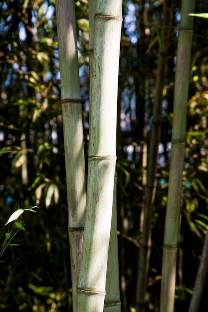 foresta di bambù