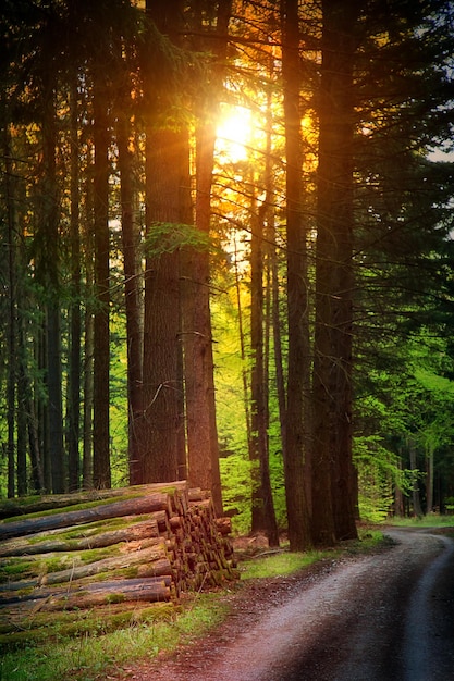 Foresta di Bautiful nella stagione autunnale e foto di luce solare