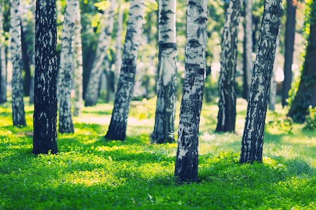 Foresta di betulle bianche