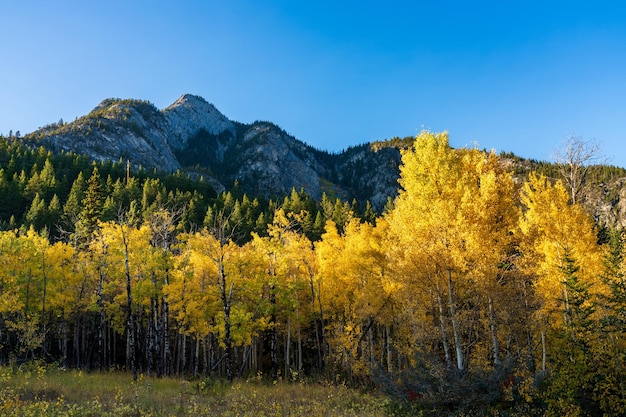 Foresta di betulle che diventa gialla nella giornata di sole della stagione delle foglie autunnali.